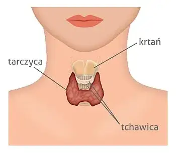 Zdjęcie Czy leki na niedoczynność tarczycy powodują tycie? Fakty i mity o wadze